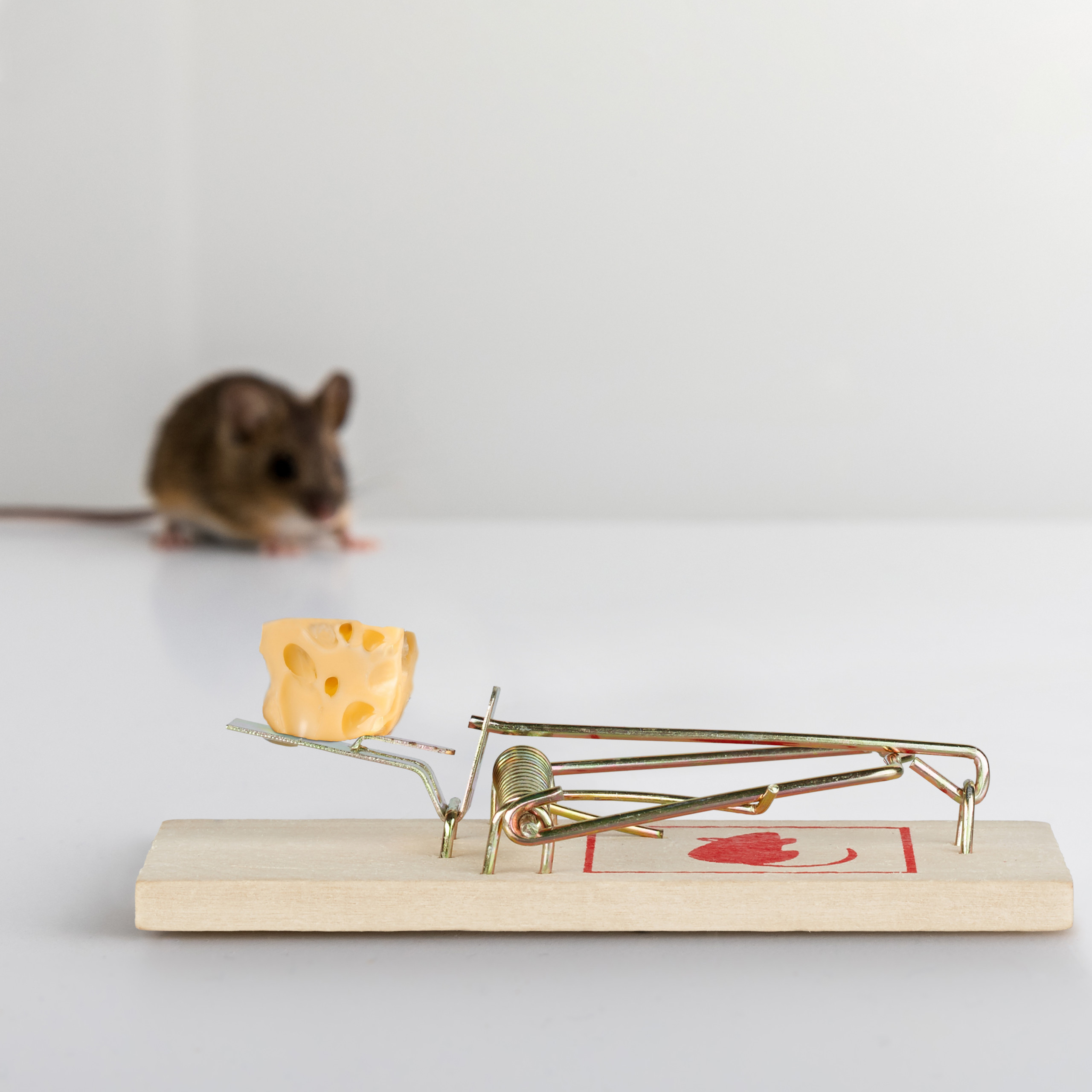 Rattenfalle Mausefalle Schlagfalle Holz Metall Rattenfalle Mausefalle Schlagfalle Holz Metall