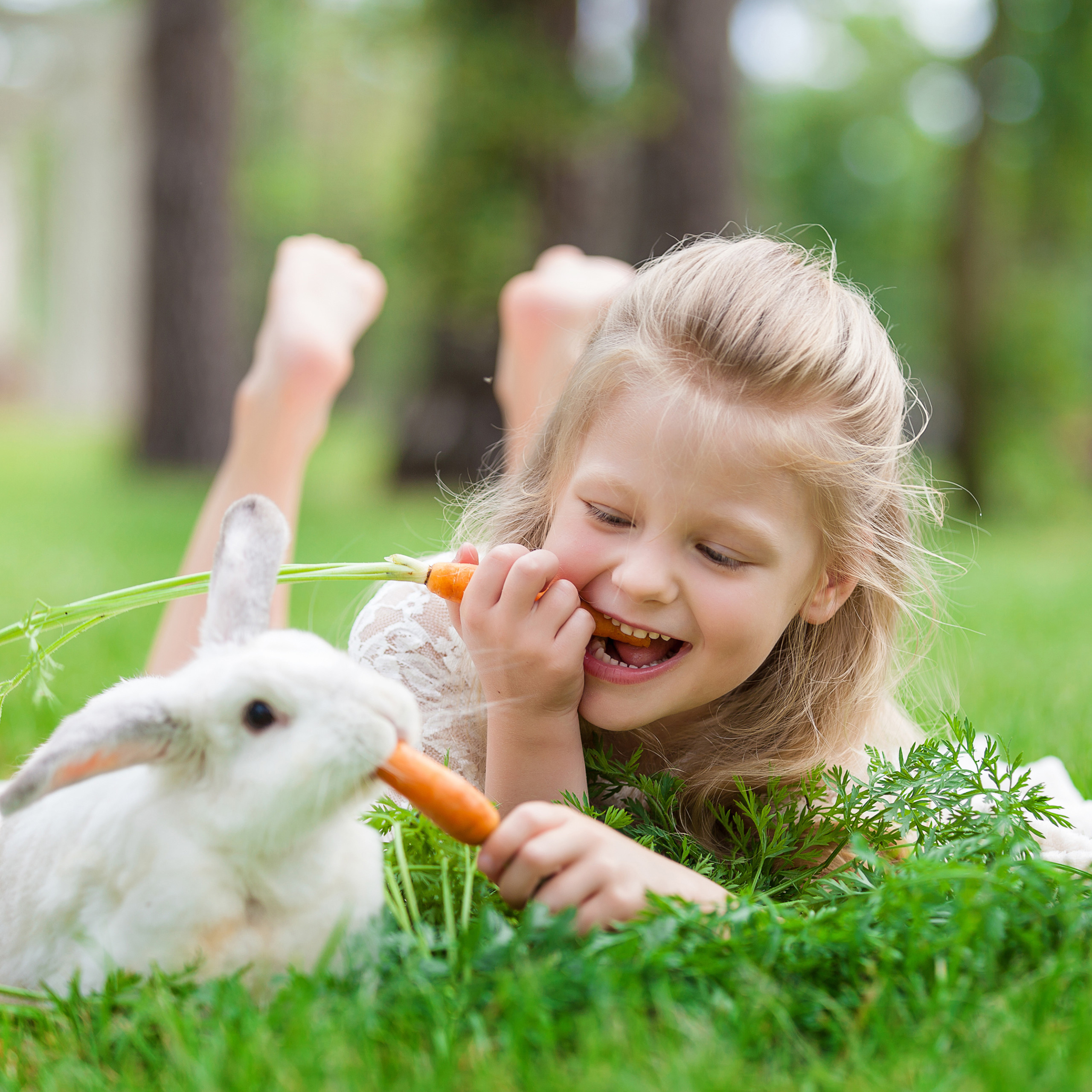 OUTDOOR ENCLOSURE OUTDOOR Small Animal Enclosure Run Rabbit Enclosure