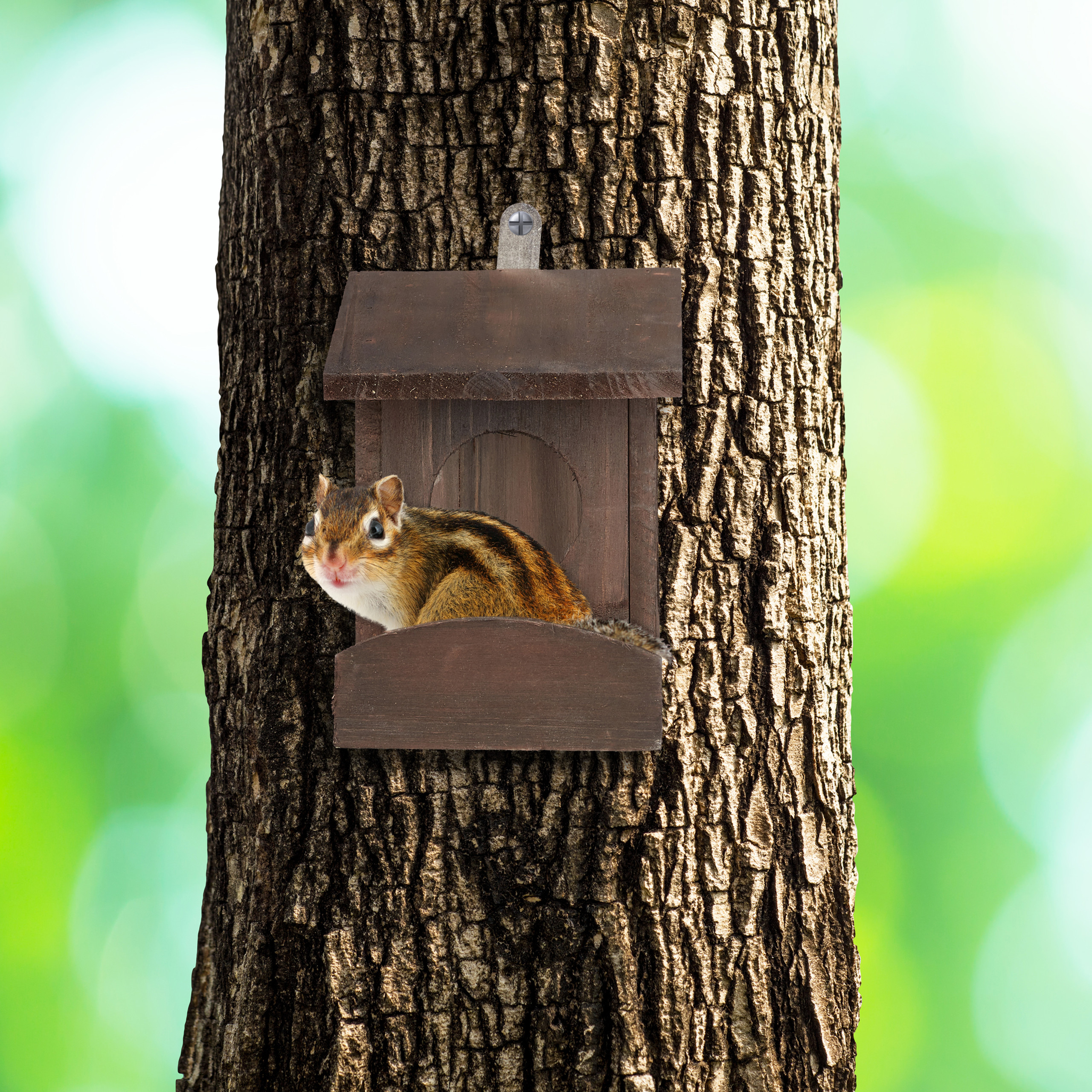 SQUIRREL FEED HOUSE Nut Station Feed Dispenser Wood Squirrel Food Box £