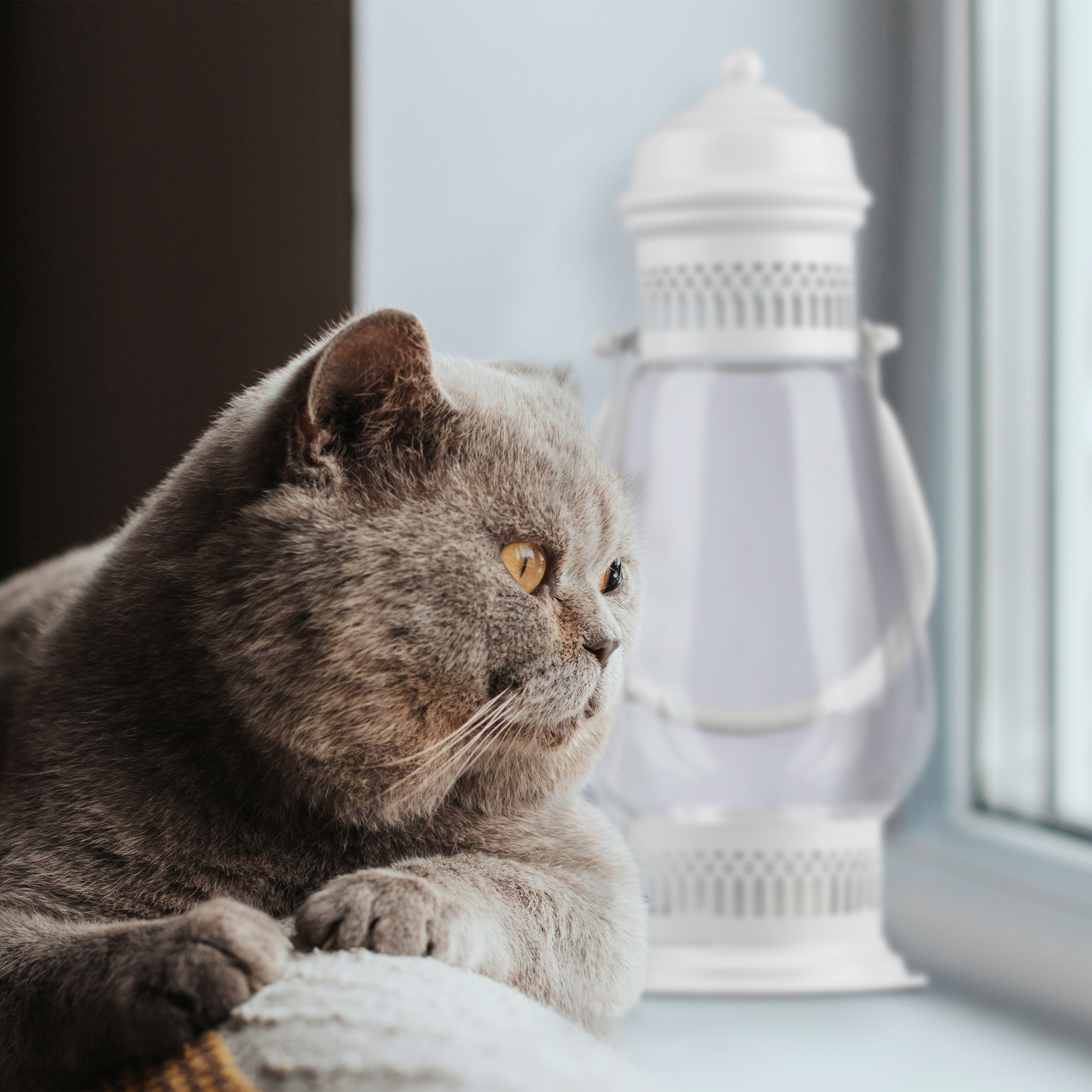 Laterne Dekolaterne Tischlaterne Kerzenlaterne Standlaterne weiß Glas