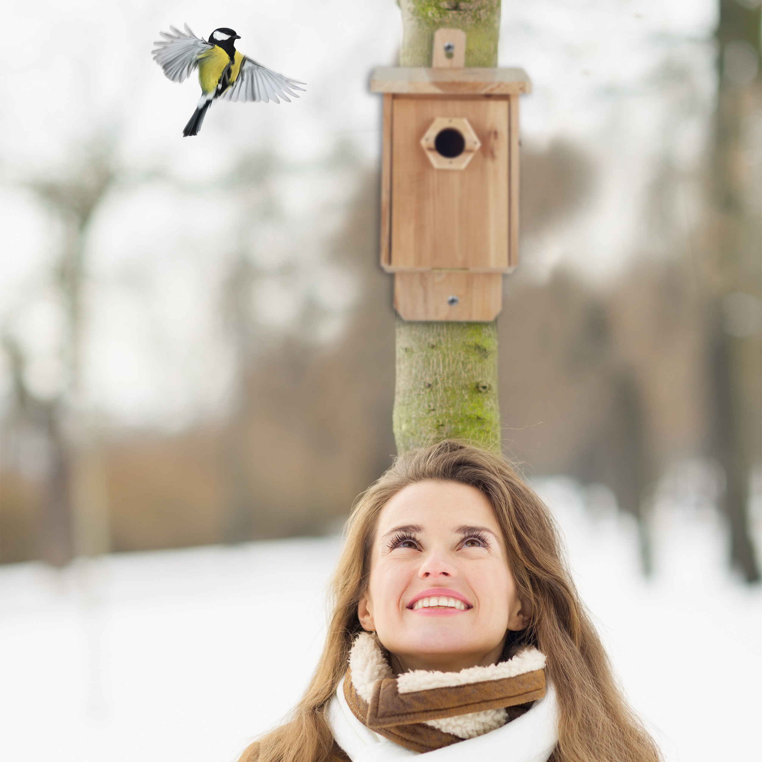 NEST BOX WOOD, Bird House, Blackbirds Box, Bird Box, Birdhouse, Nesting